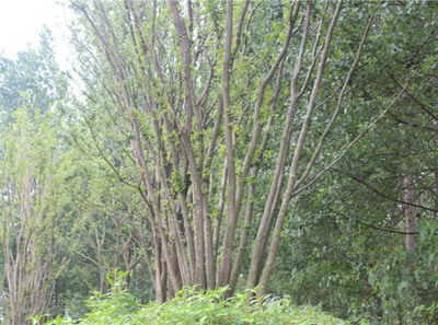 安徽樸樹(shù)苗木哪家好