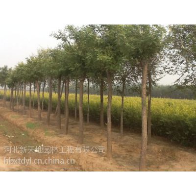 供應高速綠化苗木養護:***易養護的苗木:金葉榆
