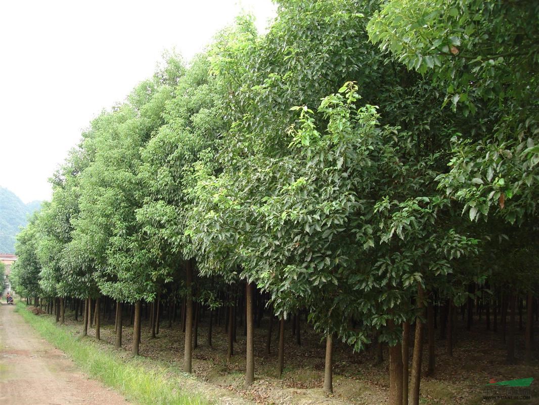 接桿的香樟樹(shù)價(jià)格報(bào)價(jià)參考 香樟苗木價(jià)格更新_接桿的香樟樹(shù)價(jià)格報(bào)價(jià)參考 香樟苗木價(jià)格更新圖片_南京小汪苗圃場(chǎng)_中國(guó)園林網(wǎng)