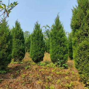 第5968頁(yè)苗木供應(yīng)信息_綠化苗木供應(yīng)_苗木銷(xiāo)售信息