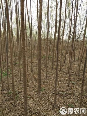 柳樹量大需要的抓緊聯系