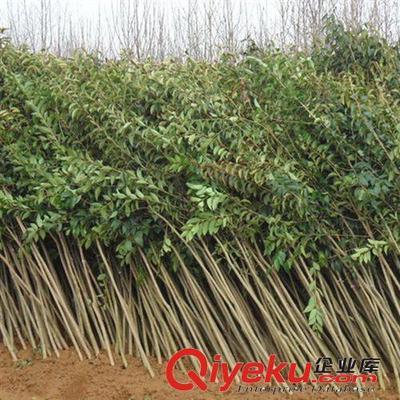 綠化工程苗木 大葉女貞樹苗 綠化小苗高桿女貞苗學校工廠單位綠化-灌南縣大平原花木專業合作社提供綠化工程苗木 大葉女貞樹苗 綠化小苗高桿女貞苗學校工廠單位綠化的相關介紹、產品、服務、圖片、價格灌南縣大平原花木專業合作社、大葉女貞;國槐;欒樹;紅葉石楠;金森女貞;無刺構骨;竹柳;紫薇;紫葉李;鮮切花;蜀檜