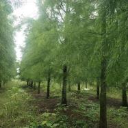 池杉基地報價_苗木產品圖片