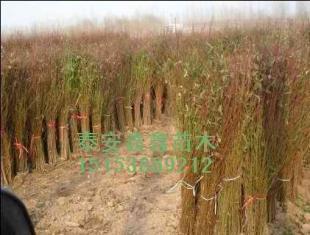 桃苗新的價格、現(xiàn)在的價格泰安鑫鑫苗木_農(nóng)副產(chǎn)品_世界工廠網(wǎng)中國產(chǎn)品信息庫