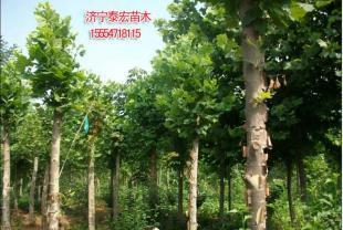 2014年處理山東濟寧全冠法桐價格_農(nóng)副產(chǎn)品_世界工廠網(wǎng)