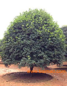 12公分精品桂花樹價格 www.fhmm.net,12公分精品桂花樹價格 www.fhmm.net生產(chǎn)廠家,12公分精品桂花樹價格 www.fhmm.net價格