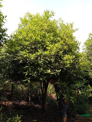 咸寧萬桂桂花苗木種植專業合作社