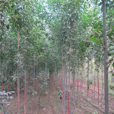 白蠟樹苗多少錢一棵