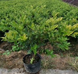 金森女貞 福江苗木低價(jià)出售 金森女貞苗木價(jià)格