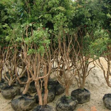 【常德安鄉(xiāng)臺灣樹葡萄怎么種圖片常德安鄉(xiāng)臺灣樹葡萄怎么種】平和縣益達(dá)紅苗木專業(yè)合作社 - 產(chǎn)品庫