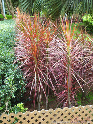 【室內(nèi)綠化觀賞植物馬尾鐵、自產(chǎn)自銷】綠化苗木,價(jià)格,廠家,供應(yīng)商,花木,龍海市東泗興輝園藝場 - 產(chǎn)品庫