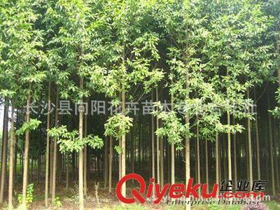 喬木-湖南向陽花木合作社供10公分優(yōu)質(zhì)樂昌含笑-長沙縣向陽花卉苗木專業(yè)合作社提供喬木-湖南向陽花木合作社供10公分優(yōu)質(zhì)樂昌含笑的相關(guān)介紹、產(chǎn)品、服務(wù)、圖片、價格長沙縣向陽花卉苗木專業(yè)合作社、香樟;桂花;廣玉蘭;樂昌含笑;羅漢松;欒樹;石榴;紅楓;杜英;櫻花;雪松;楊梅;杜鵑;金森女貞;香泡;金葉女貞;欏木石楠;紅桎木古樁;紅花繼木;十大功勞