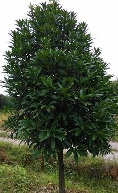 【【海口苗圃】綠化苗菱角三環(huán) 道路綠化苗木綠化苗木基地】價格_廠家_圖片