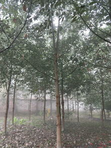 【香樟樹綠化苗木,大葉香樟樹供應(yīng),行道樹】- 