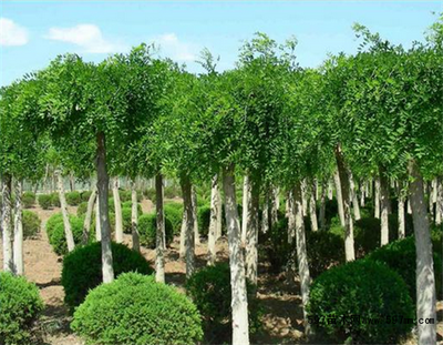 龍爪槐圖片|苗木|苗木圖庫(kù)|597苗木網(wǎng)