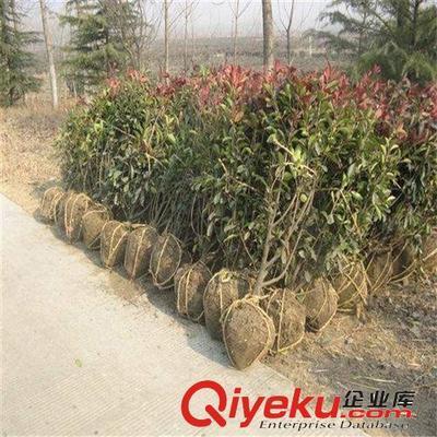 苗圃特價(jià)大量供應(yīng)綠化小苗 紅葉石楠 50-80高1.1元 量大從優(yōu)-沭陽(yáng)國(guó)祥苗木園藝場(chǎng)提供苗圃特價(jià)大量供應(yīng)綠化小苗 紅葉石楠 50-80高1.1元 量大從優(yōu)的相關(guān)介紹、產(chǎn)品、服務(wù)、圖片、價(jià)格沭陽(yáng)國(guó)祥苗木園藝場(chǎng)、綠化苗木;食用果樹(shù);月季花卉;室內(nèi)盆栽;綠化種子