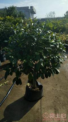 【球形含笑袋苗銷售、基地直銷、農戶種植】綠化苗木,價格,廠家,供應商,花木,龍海市東泗興輝園藝場 - 產品庫