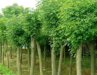 認(rèn)真履行濕地保護(hù)的承諾