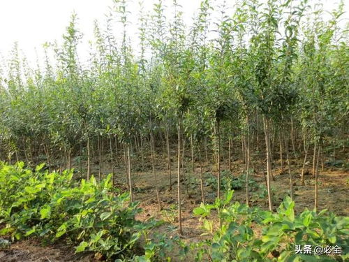 通過(guò)4個(gè)方面觀察苗木狀態(tài),鑒別苗木好壞