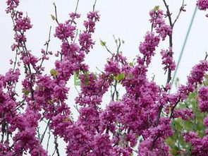 速生櫻花價(jià)格范圍 朝陽(yáng)苗木基地供應(yīng)商 臨沂朝陽(yáng)苗木基地