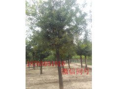 8公分國槐價(jià)格 供應(yīng)產(chǎn)品 綠錦天下苗木