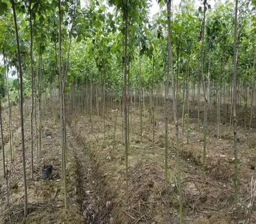 生態(tài)苗木即將c位出道,朋友可以行動(dòng)起來(lái)了