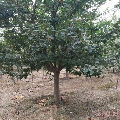 【誠信經(jīng)營海棠苗廠家西府海棠的用途】泰安高新區(qū)旺運(yùn)苗木中心 - 產(chǎn)品庫