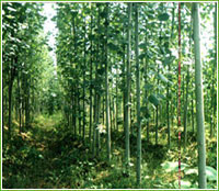 蜀快||河北省定州萬畝苗木基地總場|農(nóng)業(yè)產(chǎn)品網(wǎng)店|特色農(nóng)產(chǎn)品大超市|中國農(nóng)業(yè)網(wǎng)