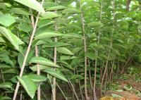 櫻桃成品苗、紅燈、美早、早大果[供應]_綠化苗木_世界工廠網中國產品信息庫