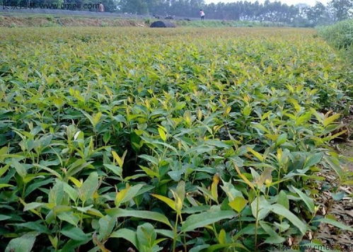 重慶哪里有賣桉樹(shù)種子的