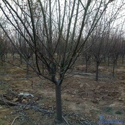 【2018海棠苗新品種垂絲海棠廠家批發(fā)】泰安高新區(qū)旺運(yùn)苗木中心 - 產(chǎn)品庫(kù)