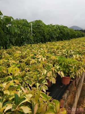 【漳州興輝園藝場(chǎng)盆栽花葉鵝掌柴基地種植】綠化苗木,價(jià)格,廠家,供應(yīng)商,花木,龍海市東泗興輝園藝場(chǎng) - 產(chǎn)品庫(kù)