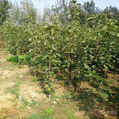 【梨苗怕水嘛口碑廠家黃金梨苗幾月份栽生長(zhǎng)結(jié)果狀】泰安高新區(qū)旺運(yùn)苗木中心 - 產(chǎn)品庫(kù)