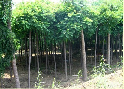 河北大喬木-江南毛槐 -河北鑫匯園林苗木基地 產品展示(河北大喬木、河北速生柳 、河北火炬樹 )-金泉網