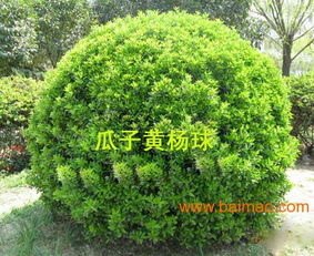 兆紅苗木, 兆紅苗木生產(chǎn)廠(chǎng)家, 兆紅苗木價(jià)格