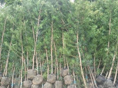 普寧羅漢松產(chǎn)地\廣東羅漢松--廣潔苗木場(chǎng)