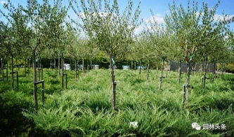 如何制定2019年苗木生產(chǎn)計(jì)劃