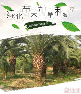 【榕翔苗木廠家供應加拿利海棗園林景觀綠化苗木棕櫚植物】龍海市東泗鄉左岸花木場 - 產品庫