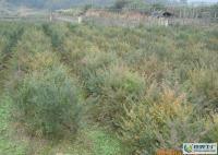 優(yōu)質(zhì)南方紅豆杉一年至五年生苗木[供應(yīng)]_綠化苗木_世界工廠網(wǎng)中國產(chǎn)品信息庫