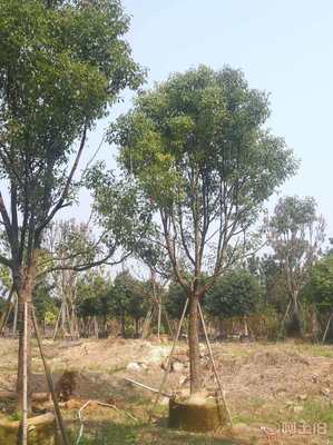 【全冠香樟袋苗供應(yīng)、種植基地直銷、價(jià)格實(shí)惠】綠化苗木,價(jià)格,廠家,供應(yīng)商,花木,龍海市東泗興輝園藝場(chǎng) - 產(chǎn)品庫