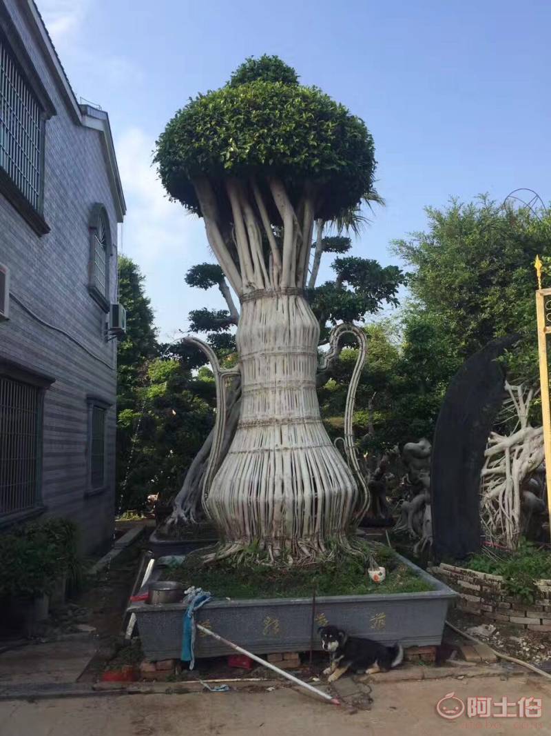 【造型小葉榕供應(yīng)、基地直轄、造型優(yōu)美】綠化苗木,價(jià)格,廠家,供應(yīng)商,花木,龍海市東泗興輝園藝場(chǎng) - 產(chǎn)品庫