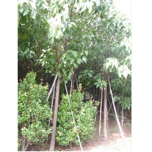 供應*廣西特甜火龍果苗-北流市富饒農產品苗木銷售部