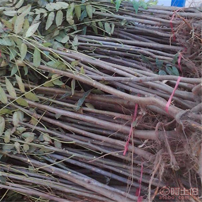 【山東香椿樹優(yōu)質(zhì)香椿樹批發(fā)山東紅油香椿樹基地批發(fā)果樹木】泰安開發(fā)區(qū)千睿苗木中心 - 產(chǎn)品庫