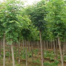 【刺槐樹】刺槐樹價(jià)格_刺槐樹批發(fā)_刺槐樹廠家_刺槐樹大全 -