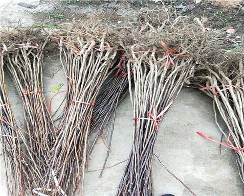 車厘子大櫻桃樹苗,車厘子大櫻桃樹苗價格