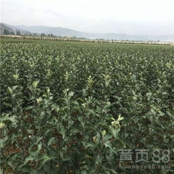 【山東蘋果苗,煙臺農科院蘋果苗木】- 