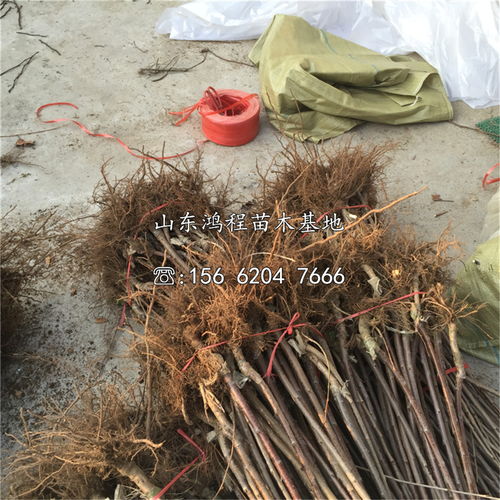 【山東大紫櫻桃苗、大紫櫻桃苗基地】- 