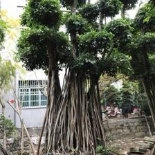 【造型小葉榕供應、基地直轄、造型優美】綠化苗木,價格,廠家,供應商,花木,龍海市東泗興輝園藝場 - 產品庫