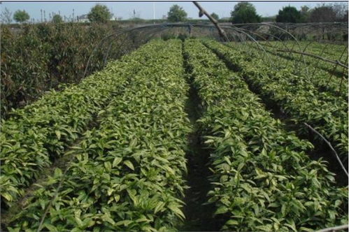 色塊木苗灑金珊瑚批發 香江苗木合作社 花卉