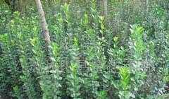 供應綠化苗木:北海黃楊、大葉黃楊、小葉葉黃楊、衛矛_農副產品_世界工廠網中國產品信息庫